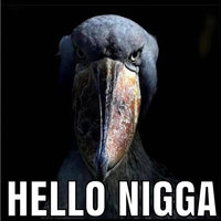 Hello Nigga Hello Nigga meme