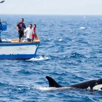Orca Wars / Killer Whales Attacking Boats An orca in blue ocean water, swimming beside a boat where three people stand, looking at it.
