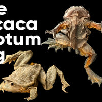 Photos of the lake titicaca scrotum frog.