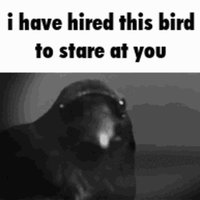 I Have Hired X To Stare At You meme example depicting a crow staring at the camera.