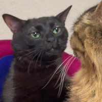 Black Cat Zoning Out