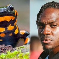 Pusha T Salamanders meme.
