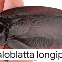 Scientific Name of the Largest Cockroach depicting an image of megaloblatta longipennis.