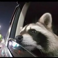 Racoon looking out of car window