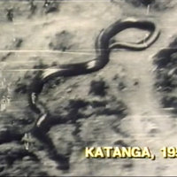 Giant Congo Snake image of snake
