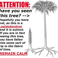 Lepidodendron Tree / Attention: Have You Seen This Tree? Lepidodendron Tree meme / Attention: Have You Seen This Tree? meme