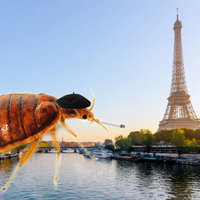 A meme of a bedbug wearing a french hat with a cigarette in Paris in reference to the 2023 France Bed Bug Infestation.
