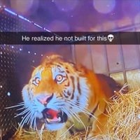Shocked Tiger / He Realized He Not Built For This