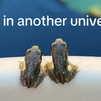 Us In Another Universe trend and meme from TikTok.