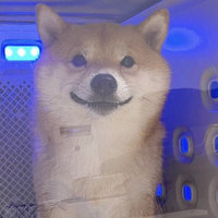 Mein Scheiss Hund Gniesbert