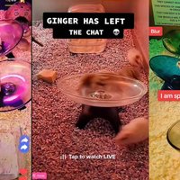 Hamster Rave / The_hamster_rave Hamster Rave / The_hamster_rave tiktok examples.