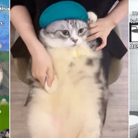 Hey Hey You You Cat Dancing meme