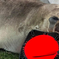 Neil the Seal TikTok