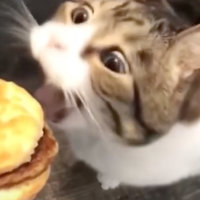 Cheeseburger Wah Cat Kitty meme.