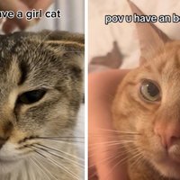POV You have a girl cat and POV you have a boy cat