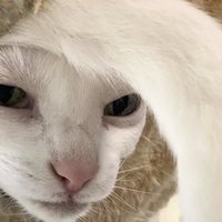 The Nefarious Anglerfish