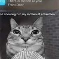 Motion Cat