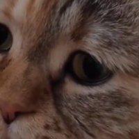 Sad Cat Meowing meme.