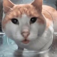 Cat Eating Then Looking Up meme / MrFresh / do they mass-produce these cats in a factory.