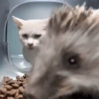 Hedgehog Eating Cat Food