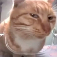 Mr. Fresh Side-Eye Cat meme.