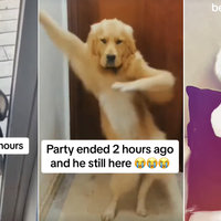 Beat the Koto Nai Oi trend and meme examples depicting Dogs Haidilao Dancing.