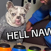 Hell Naw dog video