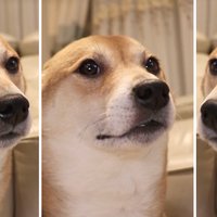 shiba inu dancing meme template