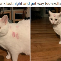 Came Home Drunk and Got Way Too Excited to See My Cat