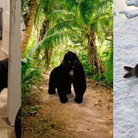 Cats Photoshopped Into Animals trend depicting three Black Cat Photoshops from TikToker thekittyandrea.