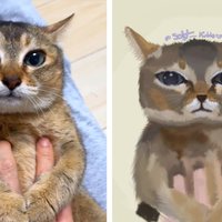 Tole Tole Cat / Mei Mei Cat meme.
