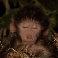 Monkey Closing Its Eyes meme and GIF