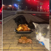 Stray Cat Feast / Stray Cats Eating Rotisserie Chicken Stray Cat Feast / Stray Cats Eating Rotisserie Chicken