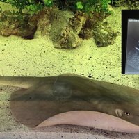 Charlotte the Stingray and a pregnancy photo from Aquarium and Shark Lab.