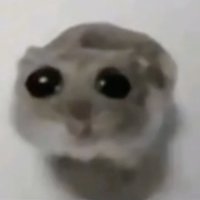 sad hamster tiktok meme