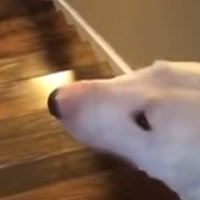 Dog Jumps Down Stairs meme.