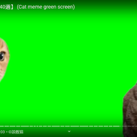Cat Green Screen Edits