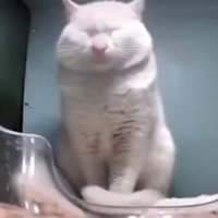 Brother Calm meme depicting a white cat with its eyes closed.