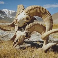 "Massive Hybrid Sheep" Cloning Scheme