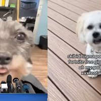 Skibidi Sigma Pomni Digital Fortnite meme examples.