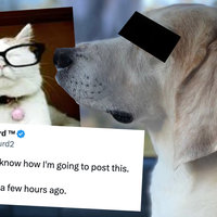 Catturd Running Over His Dog Twitter / X.