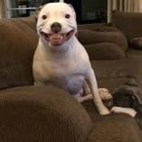 Pitbull creepy smiling on couch