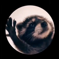Raccoon Dancing in a Circle meme.