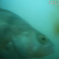 Fish Doorbell livestream image example.