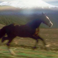 Horse Running Past Mountain / 3 Coffees No Lunch