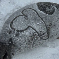seal with a penis drawn on the snow in its back