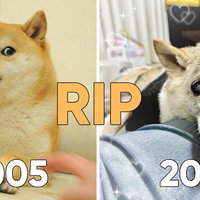 Kabosu / Doge death banner.