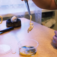 Russian Homunculus Videos depicting an example image from a video.