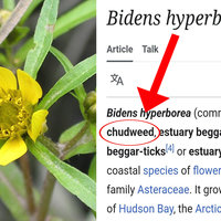Bidens hyperborea Chudweed plant meme.