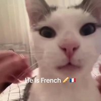 French Cat VS